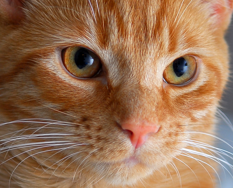 Hobbes