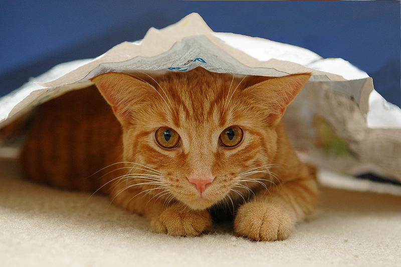Hobbes & his 'newspaper hat'