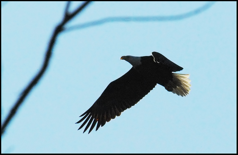 Eagle-1