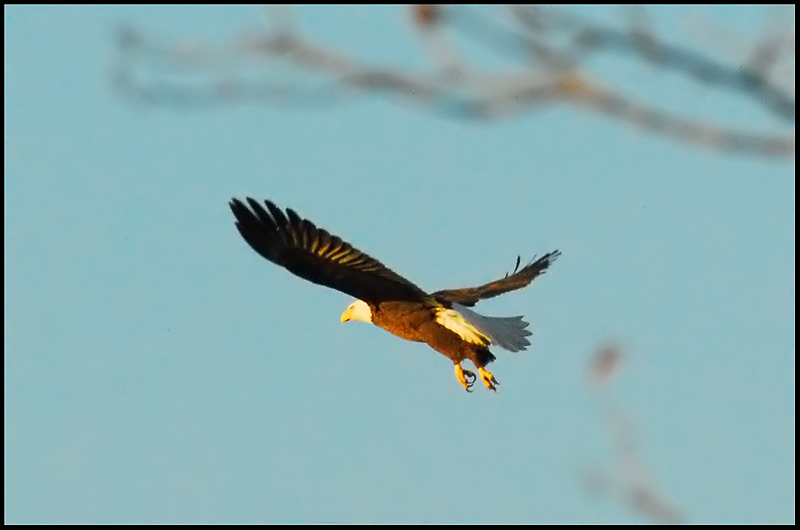 Eagle-2
