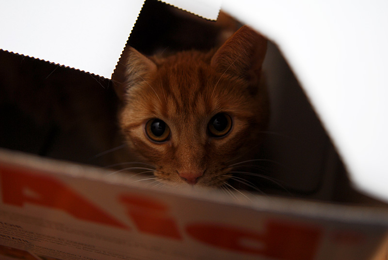 Hobbes - 2008