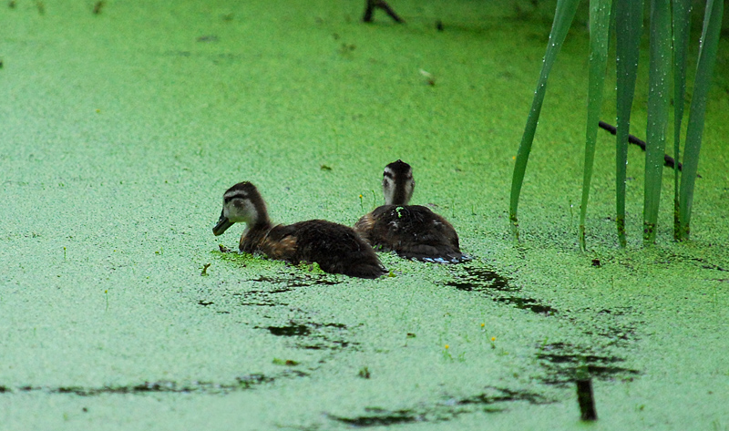 Ducks of some sort