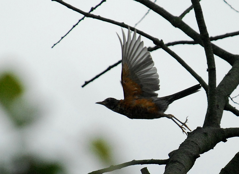 Robin