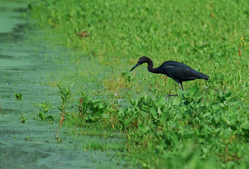 Little Blue Heron...maybe?
