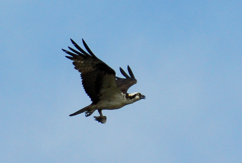 Osprey