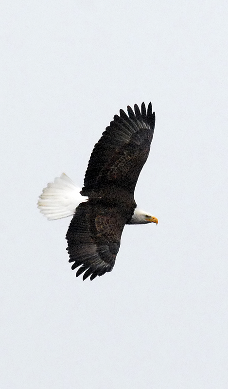 Bald Eagle