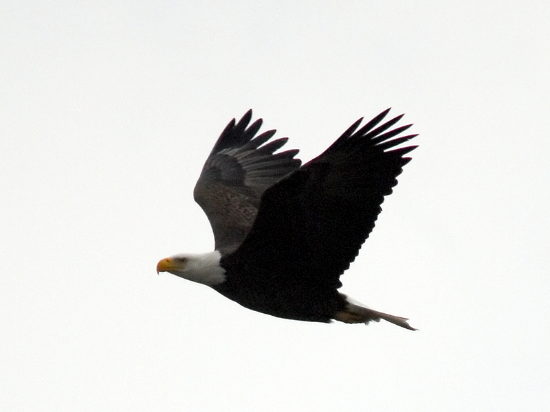 Eagle in flight