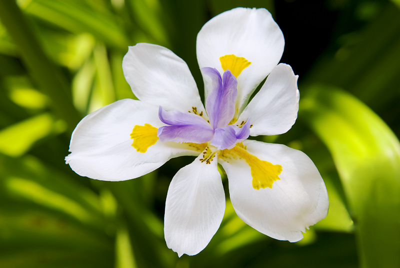 Blossom