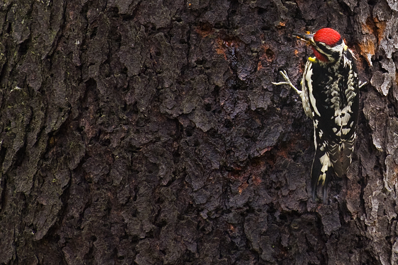 Woodpecker