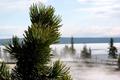 Evergreen in Yellowstone
