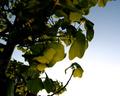 Leaves