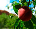Capitol Reef Peach Orchard