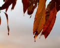 Winter Leaves
