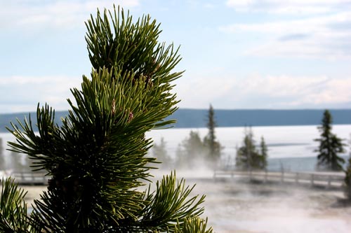 Evergreen in Yellowstone
