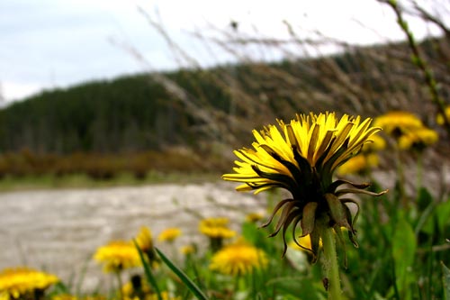 Snake River Dandelions