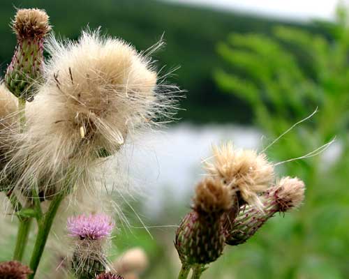 New Brunswick Plantlife