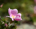 Flowers in Theodore Roosevelt NP