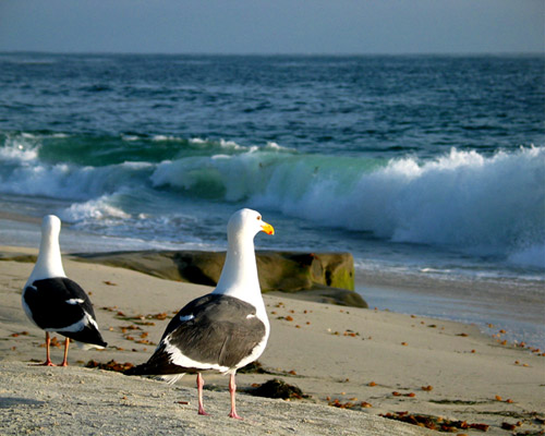 La Jolla Seagulls