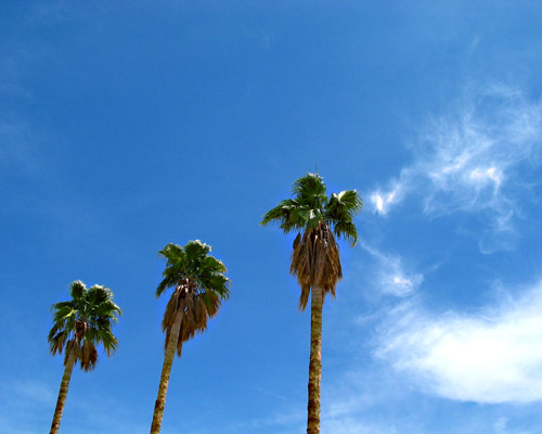 Arizona Palm Trees