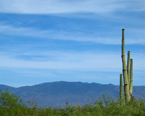 Sabino Canyon Saguaro