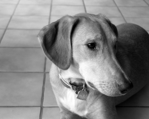 Gypsy