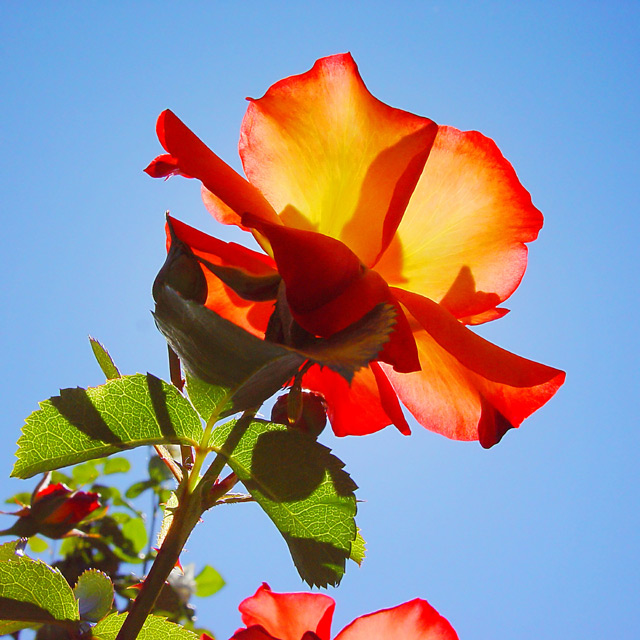 Red and Yellow Rose