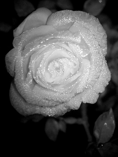 Rose With Dew Drops