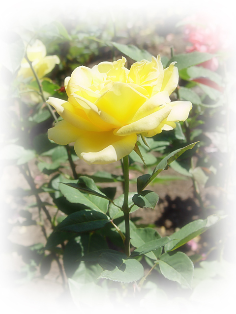 Yellow Rose