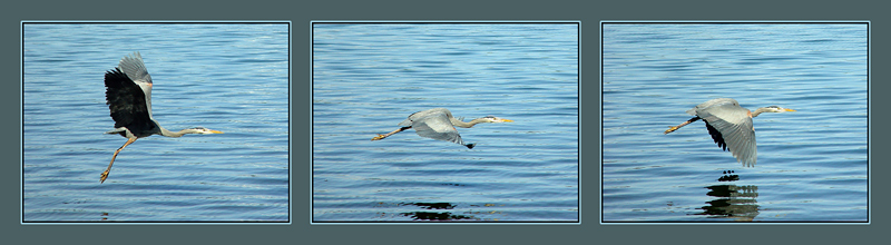 Blue Heron Triptych