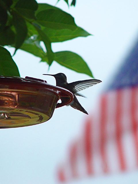 Hummingbird Salute