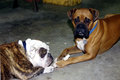 Taz and Oliver