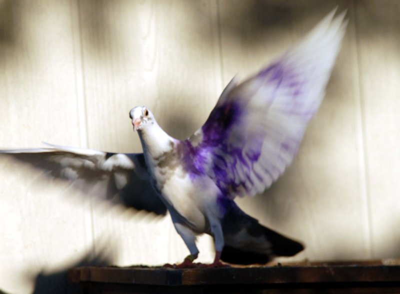 Purple Pigeon.jpg