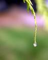 Dripping