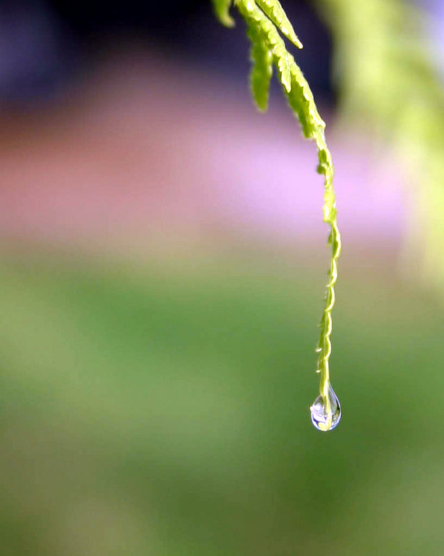 Dripping