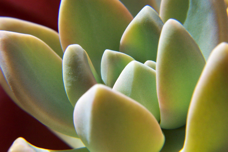 Succulent