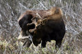 Young bull moose scratching his nose.