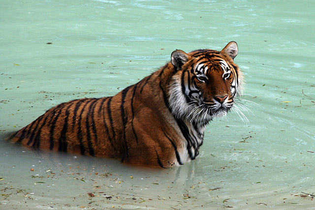 Cool cat