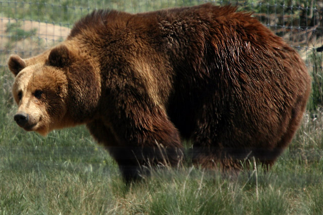 Big brown bear