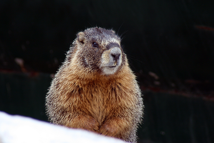Marmot