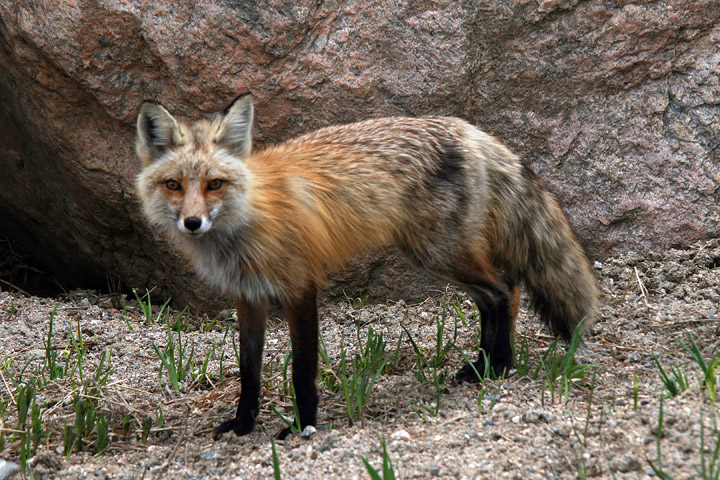 High mountain fox.