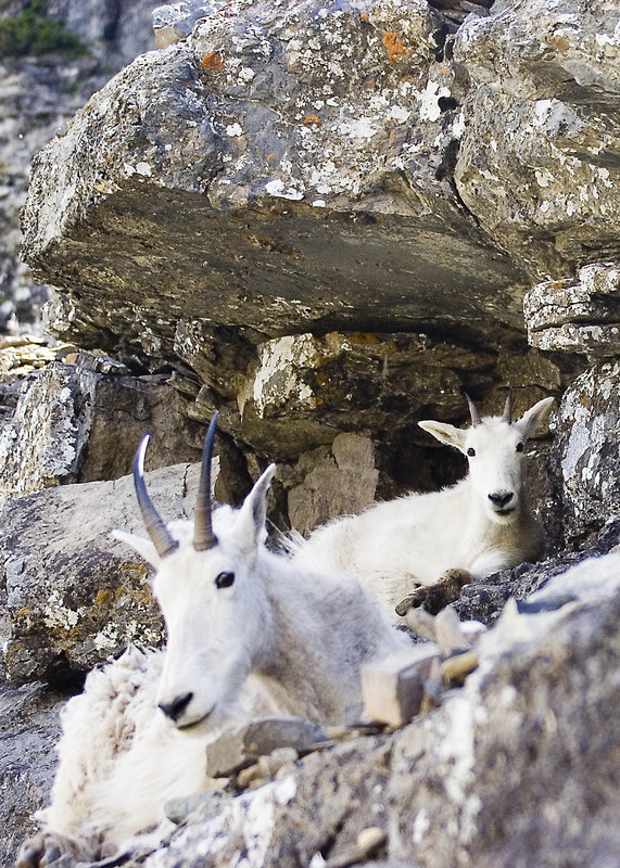 goat family.jpg