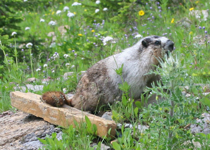 marmot.jpg