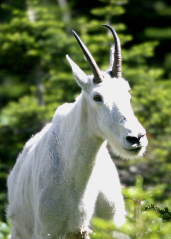 goat.jpg