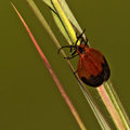 bug