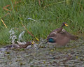yellowbill duck protecting her babies