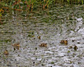 ducklings