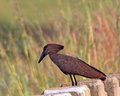 Hammerkop on Bridge