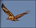 ? Juv African Harrier Hawk