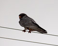 Amur Falcon