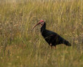 Southern Bald Ibis